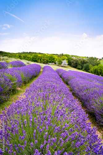 Rows of lavender flowers in a lavender field in the hungarian countryside