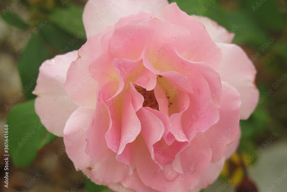 tres belle rose rose en pleine floraison
tres belle rose rose en pleine floraison