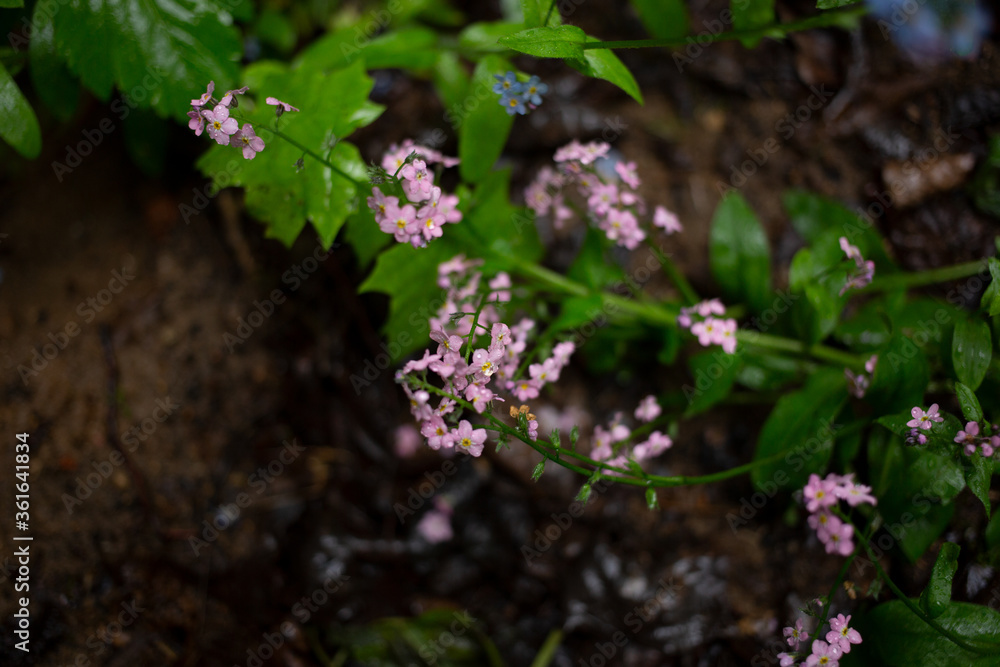 Small pose forest blooming grass on a background of foliage after rain Small pose forest blooming grass on a background of foliage after rain