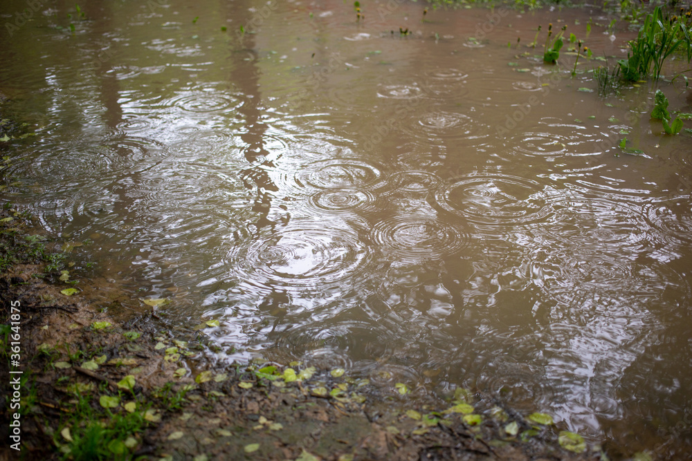 The texture of the circles on the surface of the water in the rain in a large puddle in the forest thicket near the road The texture of the circles on the surface of the water in the rain in a large puddle in the forest thicket near the road