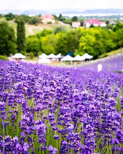 Sea of lavender flowers in a lavender field in the hungarian countryside