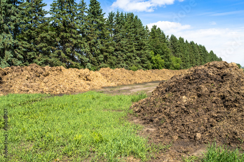 Fototapeta Farm composting in windrows