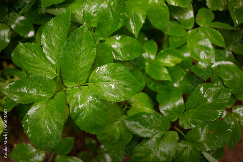 Natural pattern of leaves in the rain wet young and green in the forest