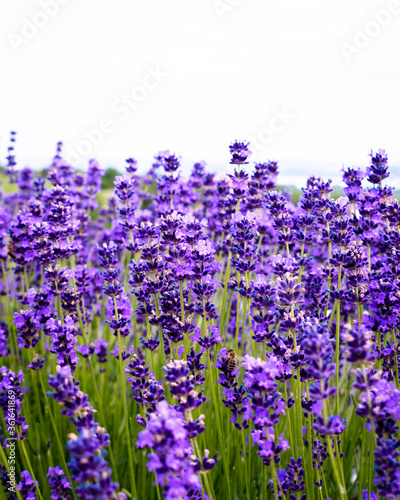 Sea of lavender flowers in a lavender field in the hungarian countryside
