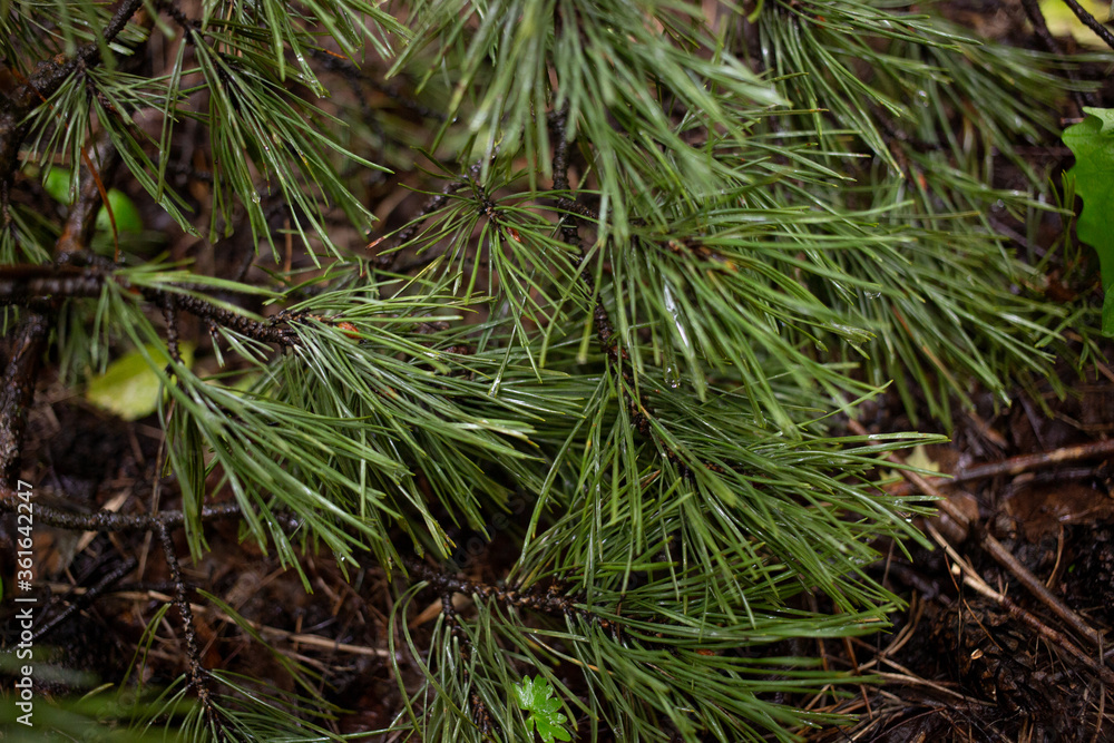 Natural texture pattern of pine branches with green and fresh needles in the wet after rain after wet rain closeup Natural texture pattern of pine branches with green and fresh needles in the wet after rain after wet rain closeup