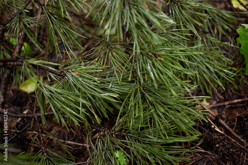 Natural texture pattern of pine branches with green and fresh needles in the wet after rain after wet rain closeup