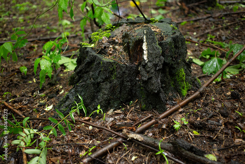 Old birch stump in the forest under a wooden rain with bark and a small snail