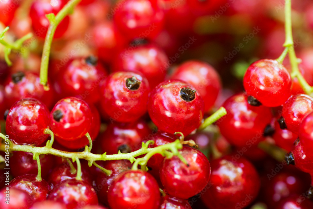 Freshly picked redcurrants background, top view. Red currant. Background of redcurrants Freshly picked redcurrants background, top view. Red currant. Background of redcurrants