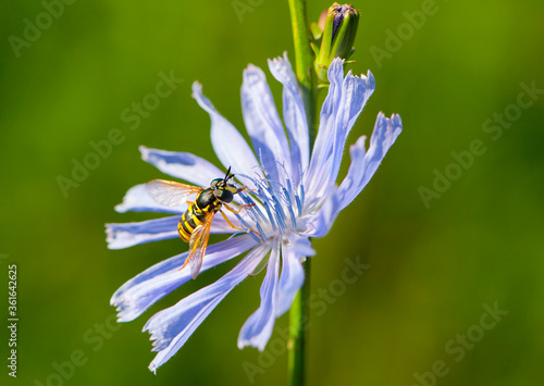  bee sitting on a big blue flower © Oleksandr Filatov