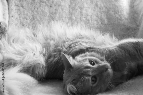 tres beau jeune chat angora turc se mettant sur le dos pour avoir des caresses, fait le beau  © Alyssa