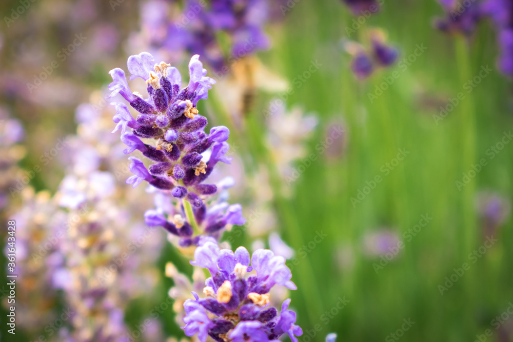Obraz premium Macro photo of a lavender flowers on a lavender field on Hungary