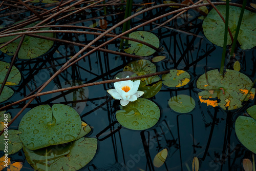 Water lily lake