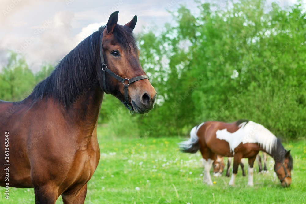 Horses fall on a green meadow. A brown horse in the foreground looks in front, in the background horses eat grass.