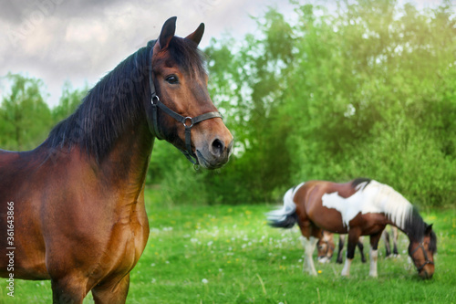 Horses fall on a green meadow. A brown horse in the foreground looks in front  in the background horses eat grass.
