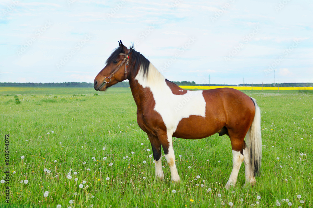 Gorgeous paint horse in the pasture, on a natural background of a green meadow and blue sky. Gorgeous paint horse in the pasture, on a natural background of a green meadow and blue sky.