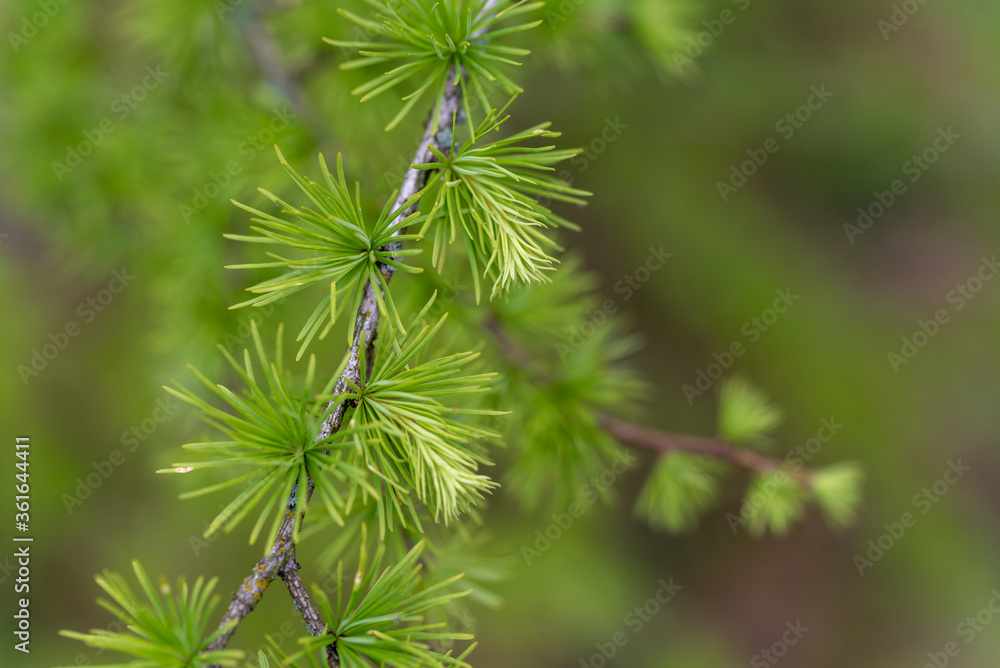 Young branches of larch. Closeup of green larch young needles. Young branches of larch. Closeup of green larch young needles.