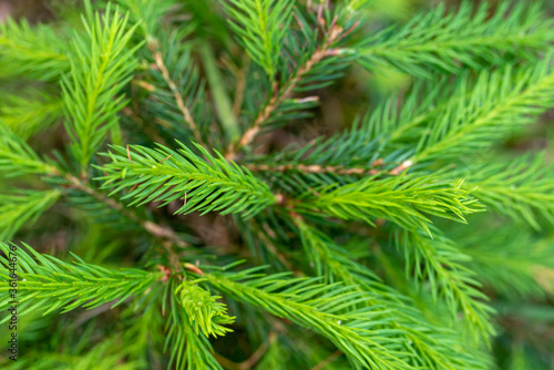 Young branches of spruce. Closeup of green spruce young needles.