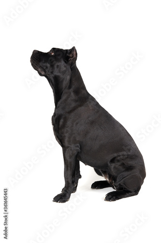 Black big dog of breed Cane Corso on a white background. Full-length portrait of an animal in profile.