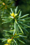 Yew tree. Growing branches with young green needles.