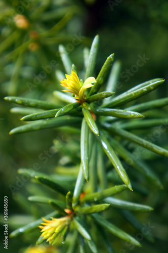 Yew tree. Growing branches with young green needles.