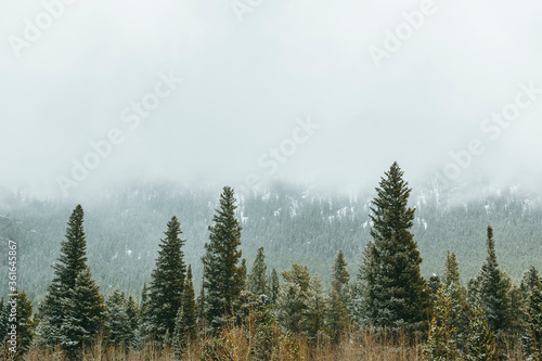 forest in fog © Francois