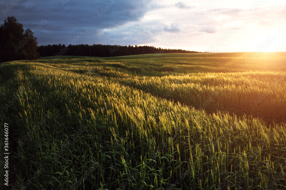 The sun rays at sunset illuminate the cereal field - evening rural landscape
