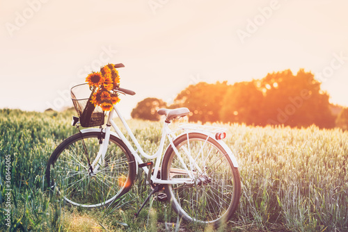 Vintage framed bicycle with sunflowers in basket standing in the field