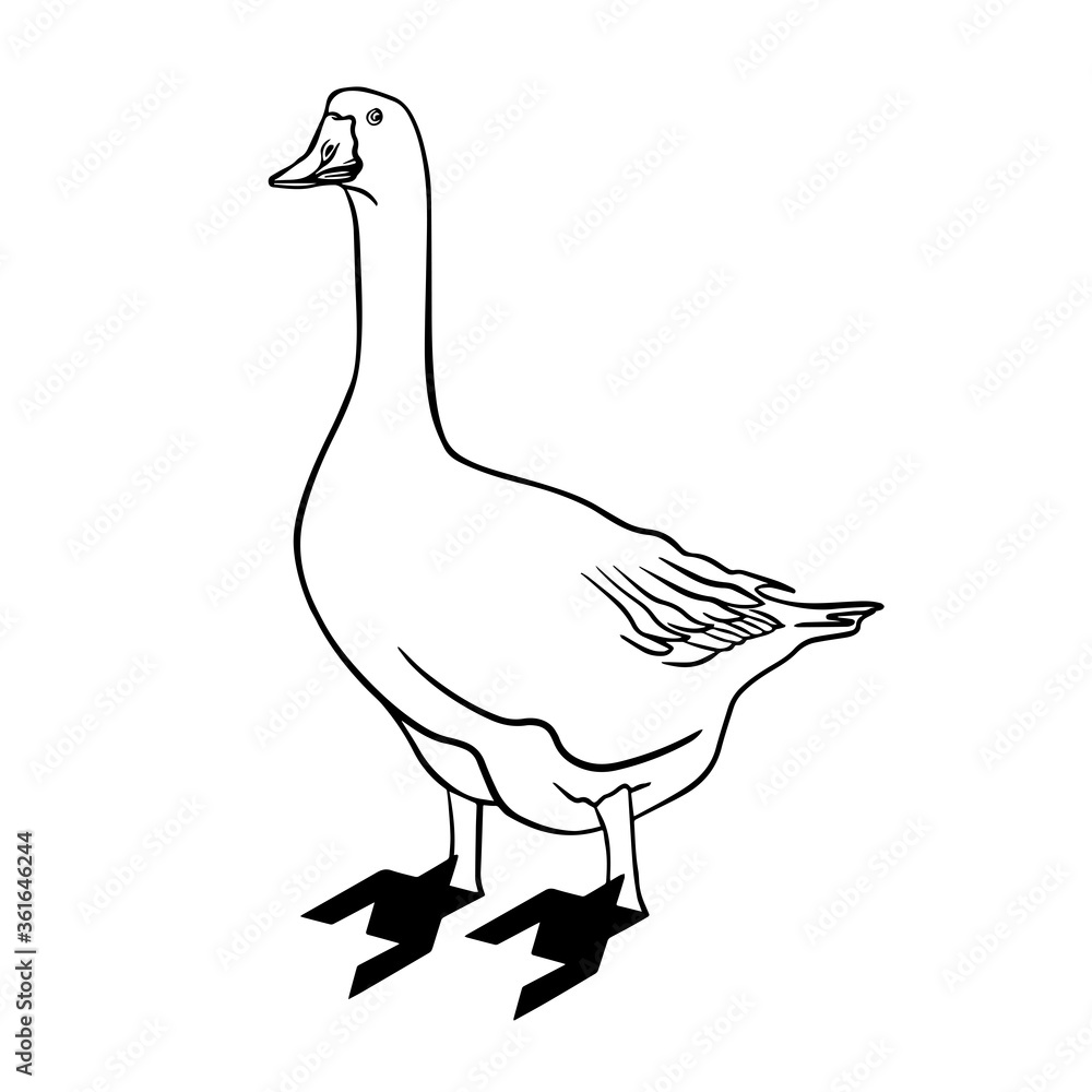 Obraz premium Goose drake doodle. Light text space. Outline black hand drawn village aquatic neck plumage fauna fly logo emblem design. Retro art doodle cartoon print style. Closeup view