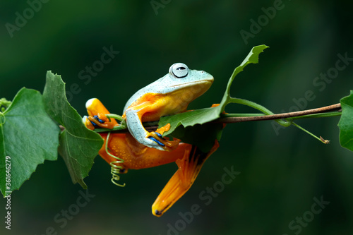 Javan tree frog front view