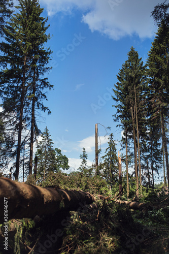 Clearing in a pine forest as a result of a squally wind and a hurricane - sawed in the place of a tornado - large thick roots of trees