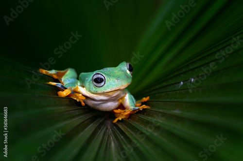  Javan tree frog front view © kuritafsheen