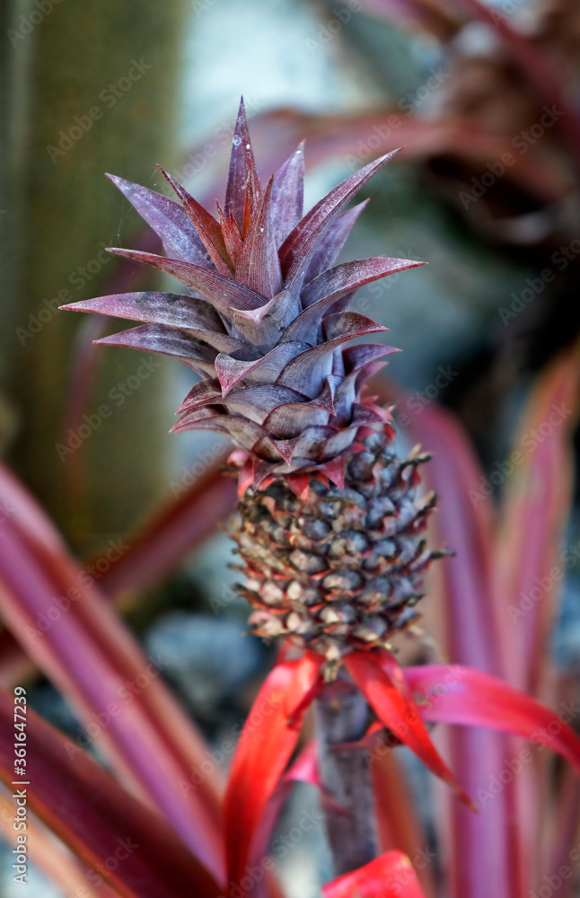 Ornamental pineapple on tropical garden Ornamental pineapple on tropical garden