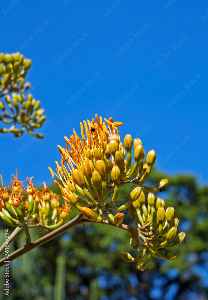 Agave flowers in the garden Agave flowers in the garden