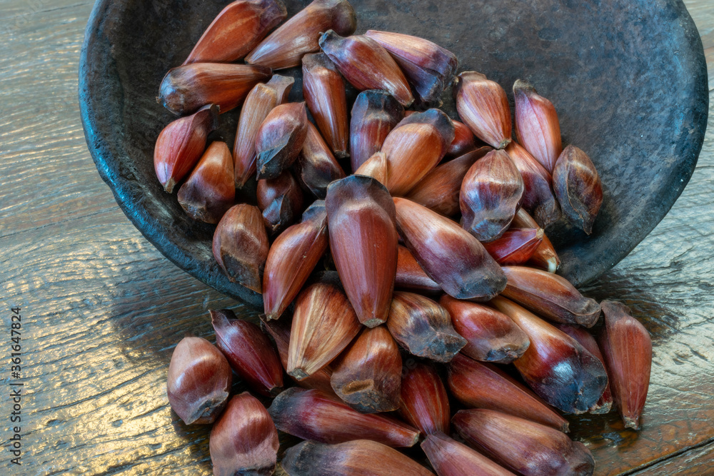 Araucaria seed pinion, traditional Brazilian food. Araucaria seed pinion, traditional Brazilian food.