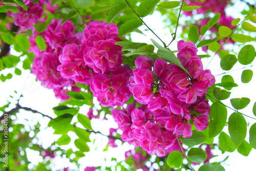 Rose acacia tree in spring