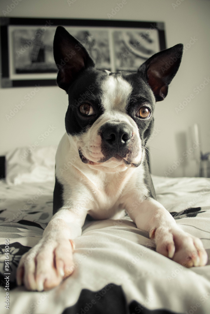 Boson Terrier portrait on a bed Boson Terrier portrait on a bed