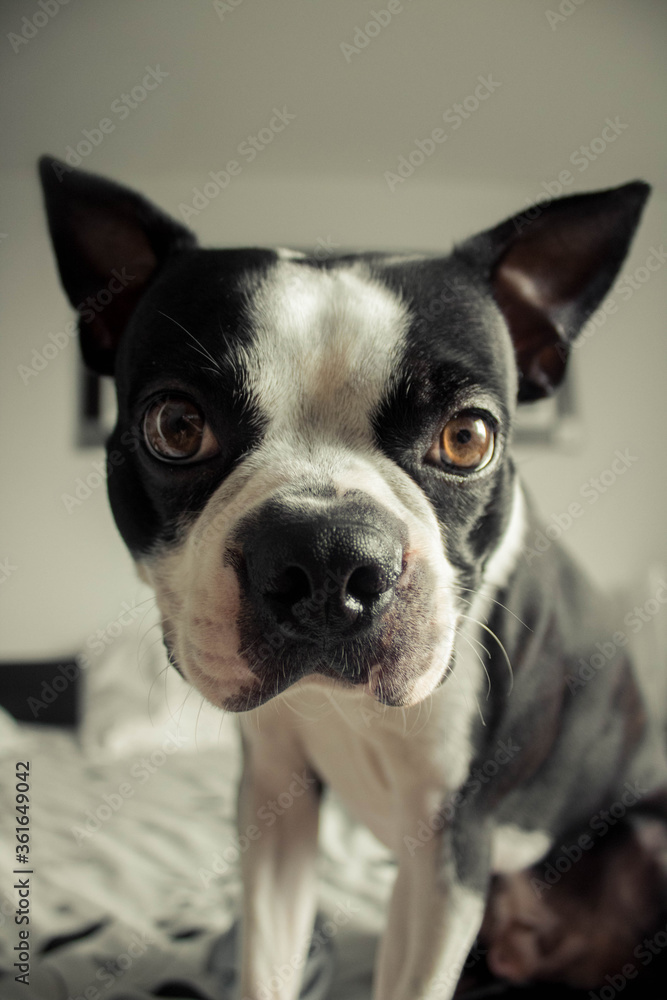 Portrait of a boston Terrier dog