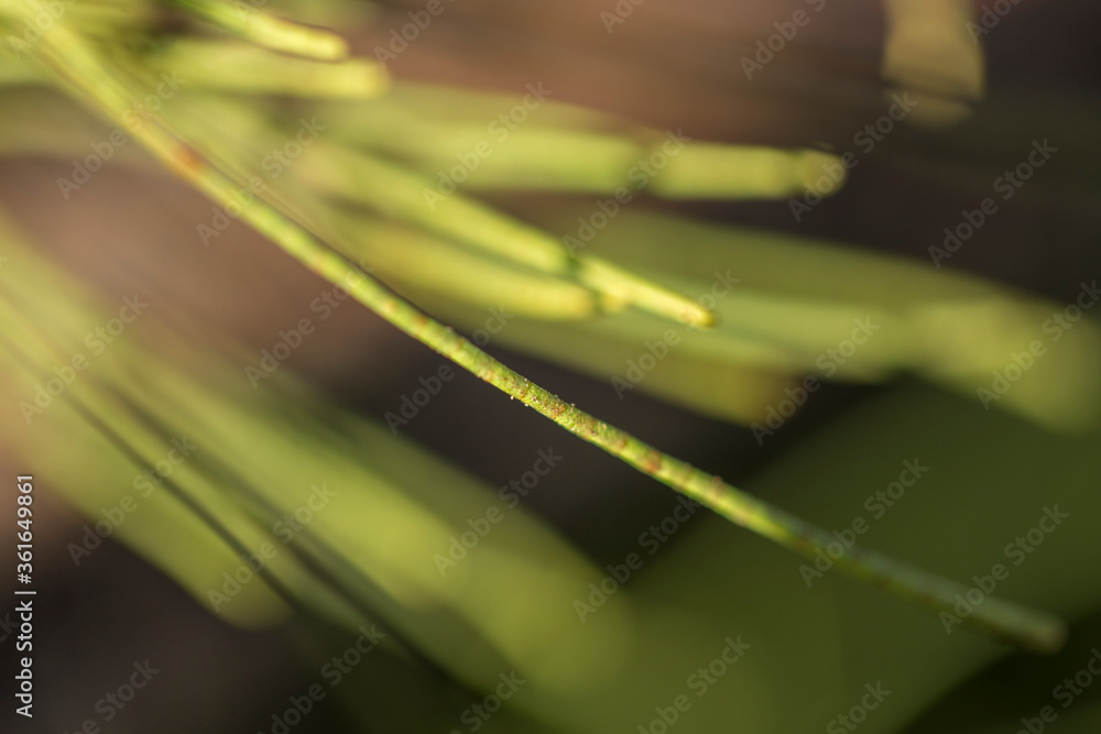 Obraz premium water drops on a green leaf