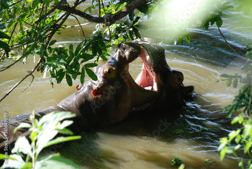 Walka hipopotamów