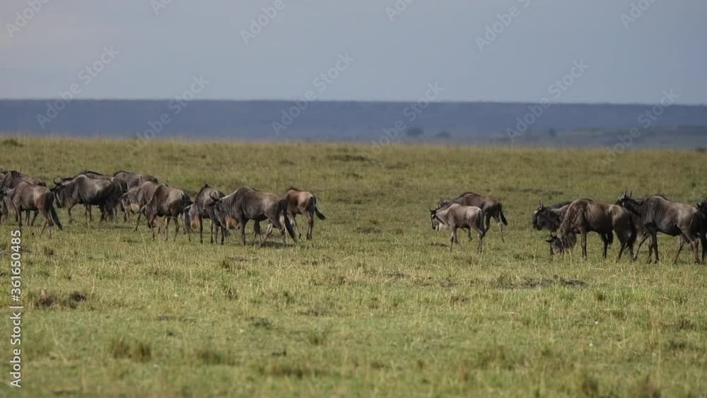 A herd of wildebeasts walking across the plains during migration inside Masai Mara National Reserve during a wildlife safari A herd of wildebeasts walking across the plains during migration inside Masai Mara National Reserve during a wildlife safari