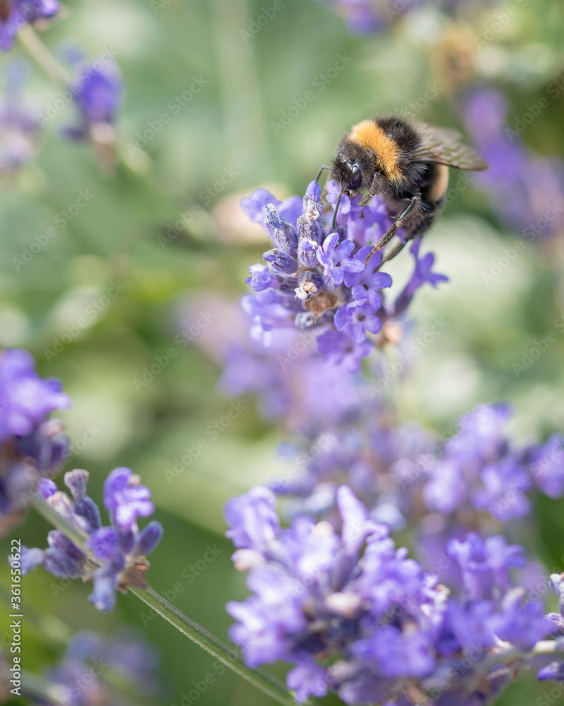 bee feeding on lavender bee feeding on lavender