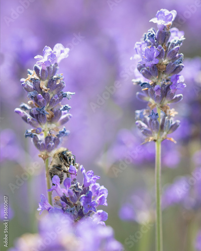 bee feeding on lavender
