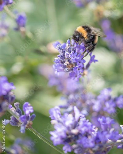 bee feeding on lavender