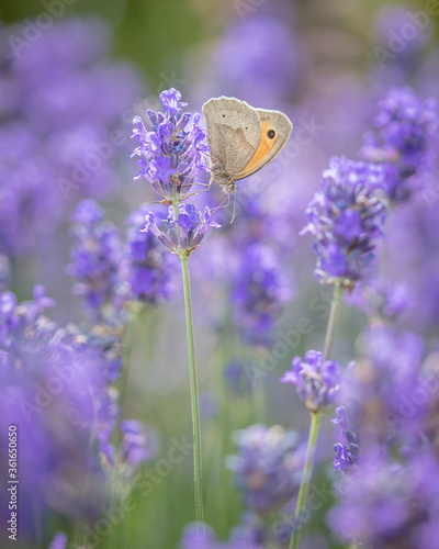 butterfly feeding on lavender