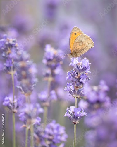 butterfly feeding on lavender