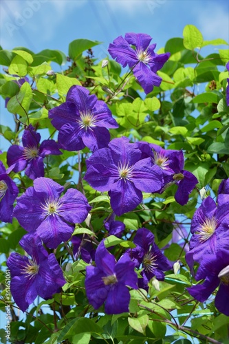 blue flowers in the garden