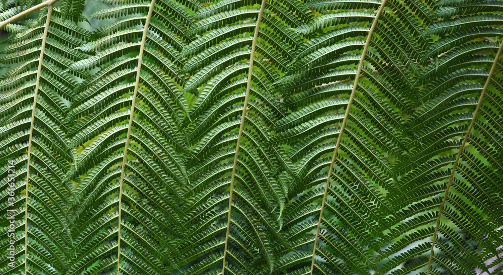 Giant Green Fern Leaf Close up Background Giant Green Fern Leaf Close up Background