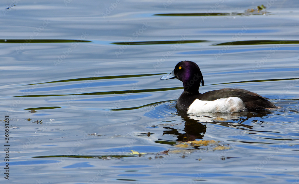 Goldeneye Duck swimming on the water with reflection and copyspace Goldeneye Duck swimming on the water with reflection and copyspace