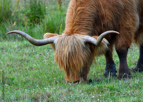 Highland Cow feeding on grass close up green field background.