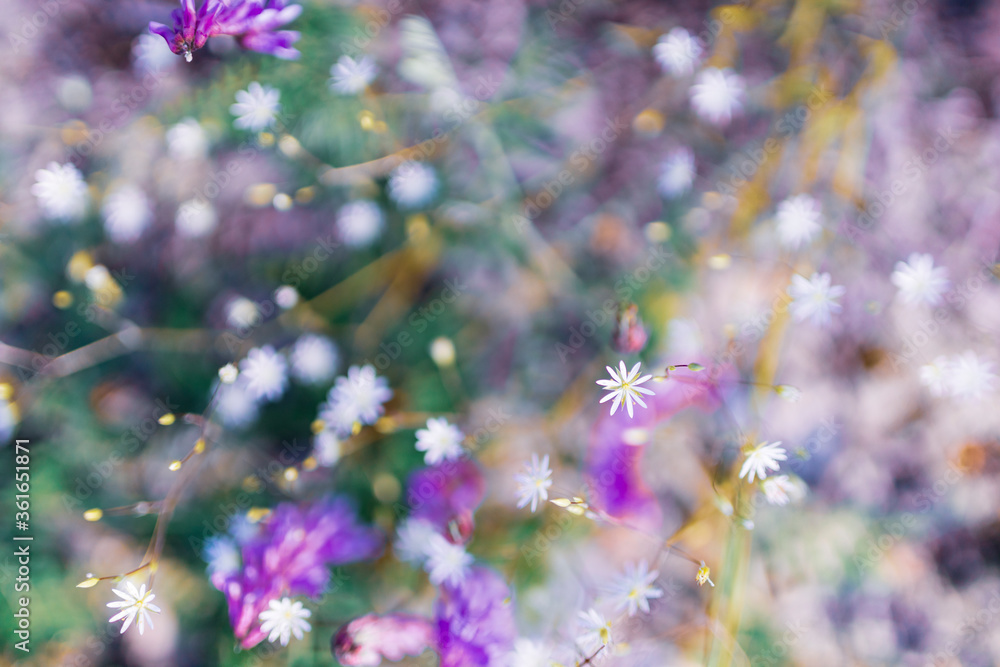 Multicoloured wildflowers blooming in the meadow Multicoloured wildflowers blooming in the meadow